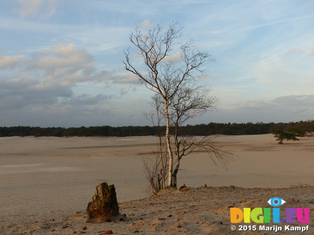 FZ025024 Birch tree in sand dunes